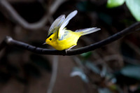 Birds May 6 2025