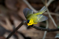 Birds May 7, 2025