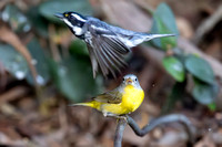 Birds May 8, 2025